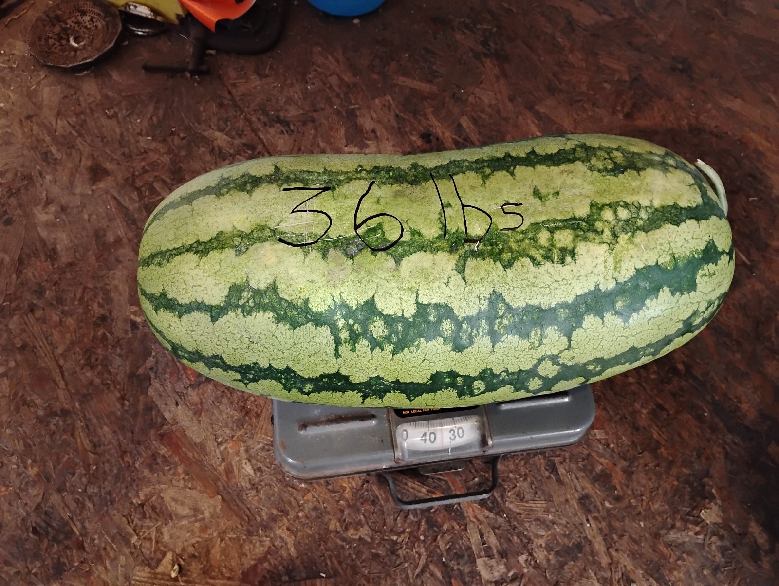 Iowa Grown Organic Striped Watermelon Seeds, NON-GMO, Gumbo Soil Pure 20-35 LBS