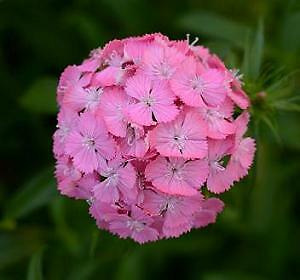 Dianthus barbatus Sweet PL Deep Pink Maxine 250 seeds