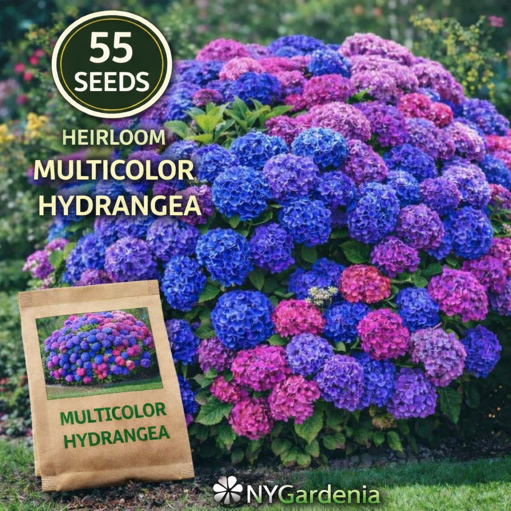 55 Multicolor Hydrangea Seeds Heirloom Flower Garden Shrub Easy Grow