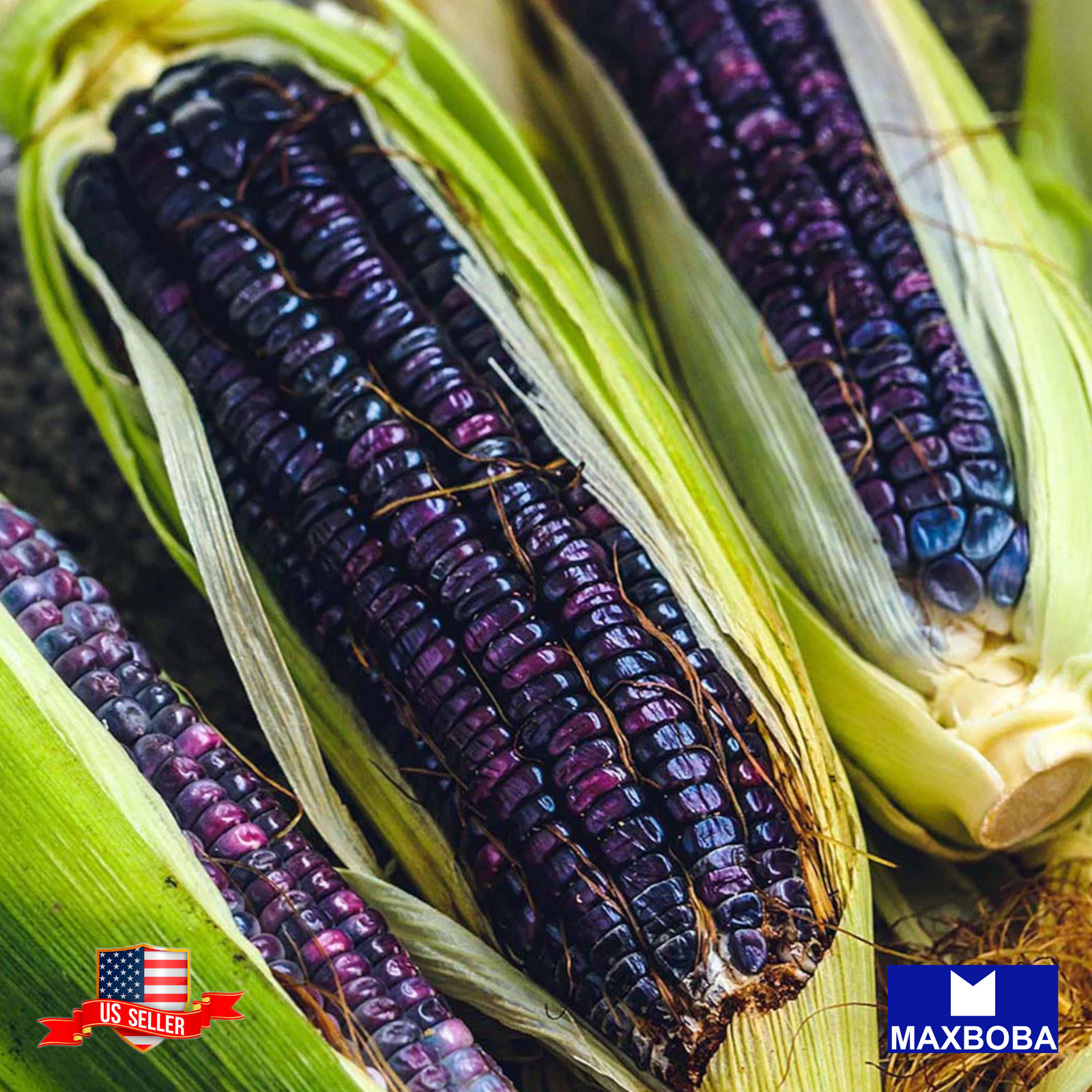 05 Blue Hopi Corn Fresh Seeds -Non-GMO Heirloom Vegetable