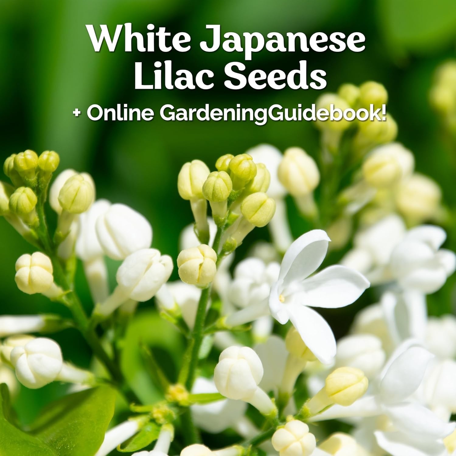 Grow 60 White Japanese Lilacs – Fragrant Seeds for Outdoor Beauty and Elegance