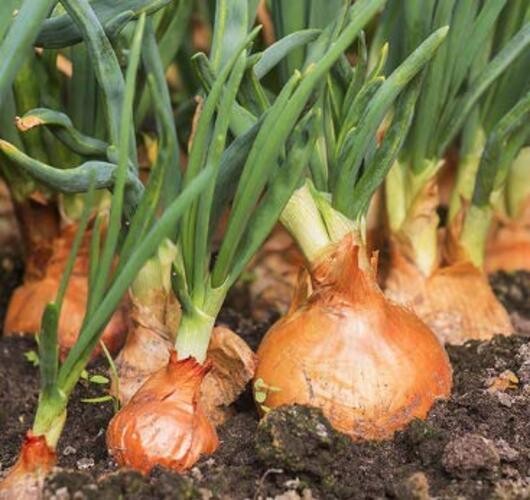 Candy Hybrid Onion Seeds (Allium cepa) – 50+ Non-GMO Seeds by Isla’s Garden