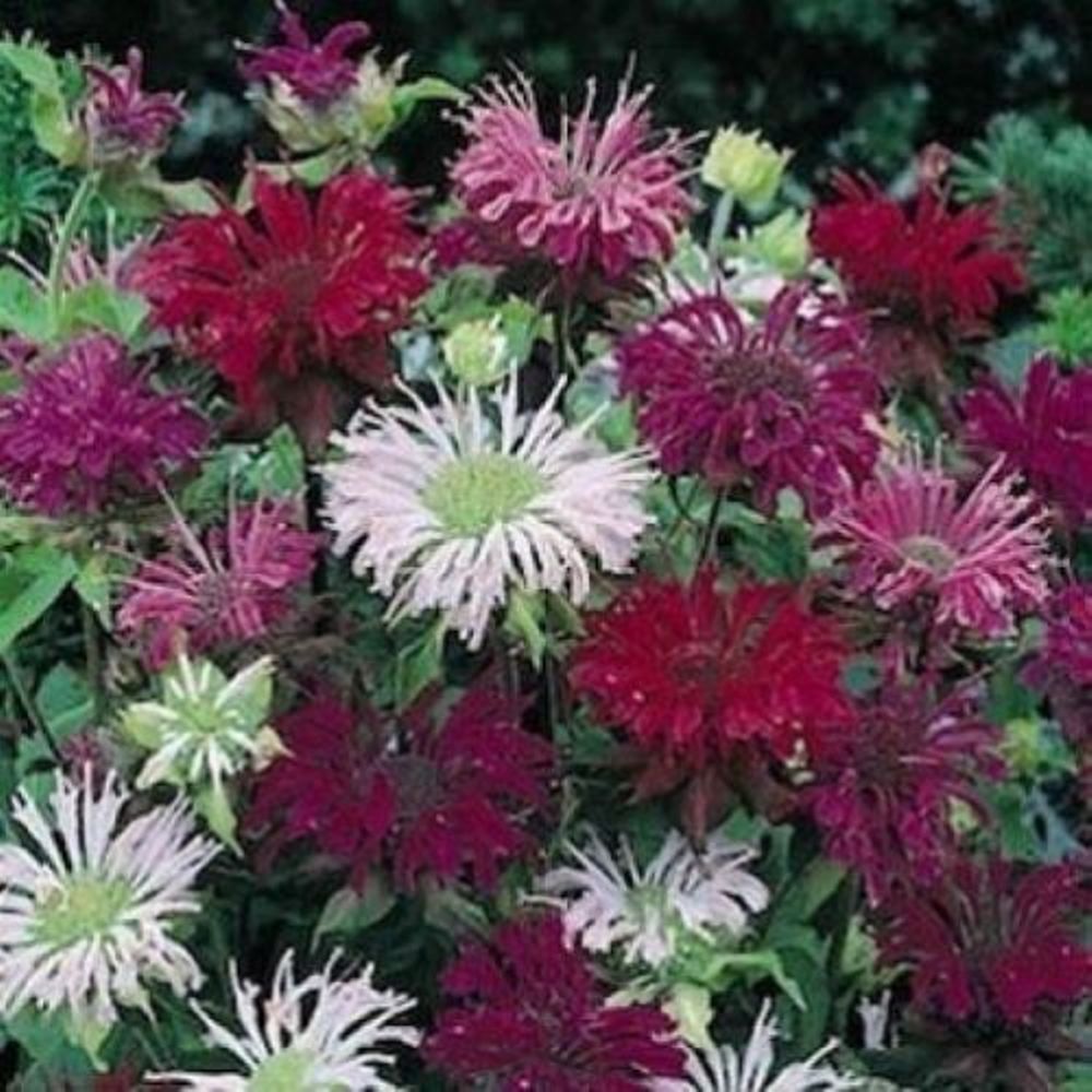 Monarda Bee Balm Mix – 50 Seeds – Perennial- Herb – Monarda Didyma Panorama
