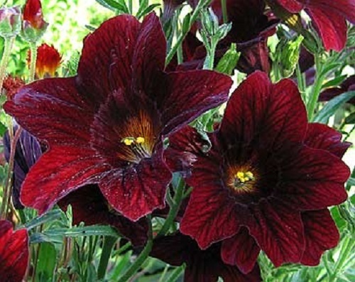 20+ RED STAINED-GLASS FLOWER SEEDS / ANNUAL / SALPIGLOSSIS