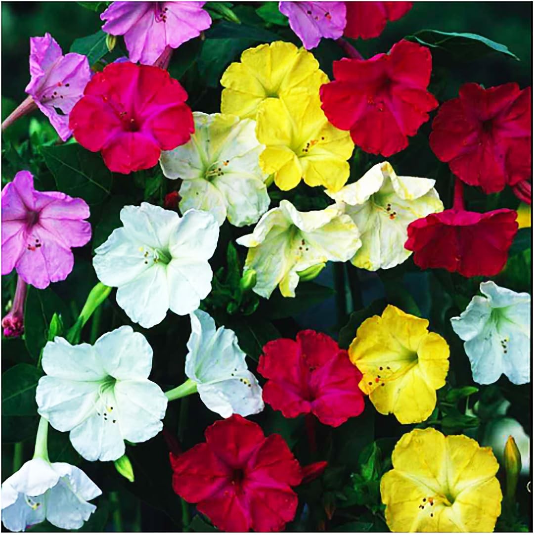 80 PCS Mixed Four O’Clock Seeds Tender Perennial Reseeds Easily Flower