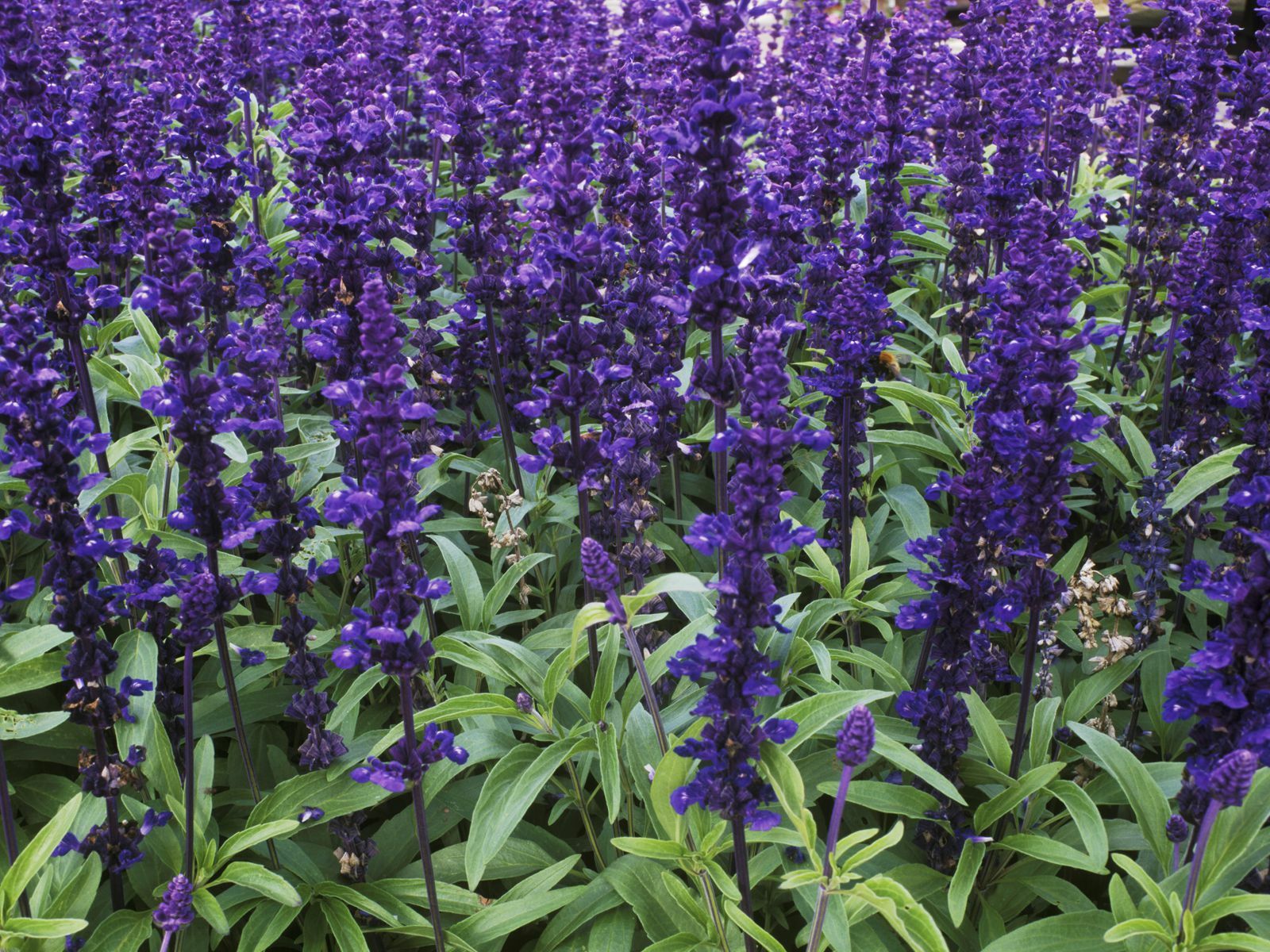 Blue Sage or Red Scarlet Sage – Hummingbirds and Bees – Organically grown in MN