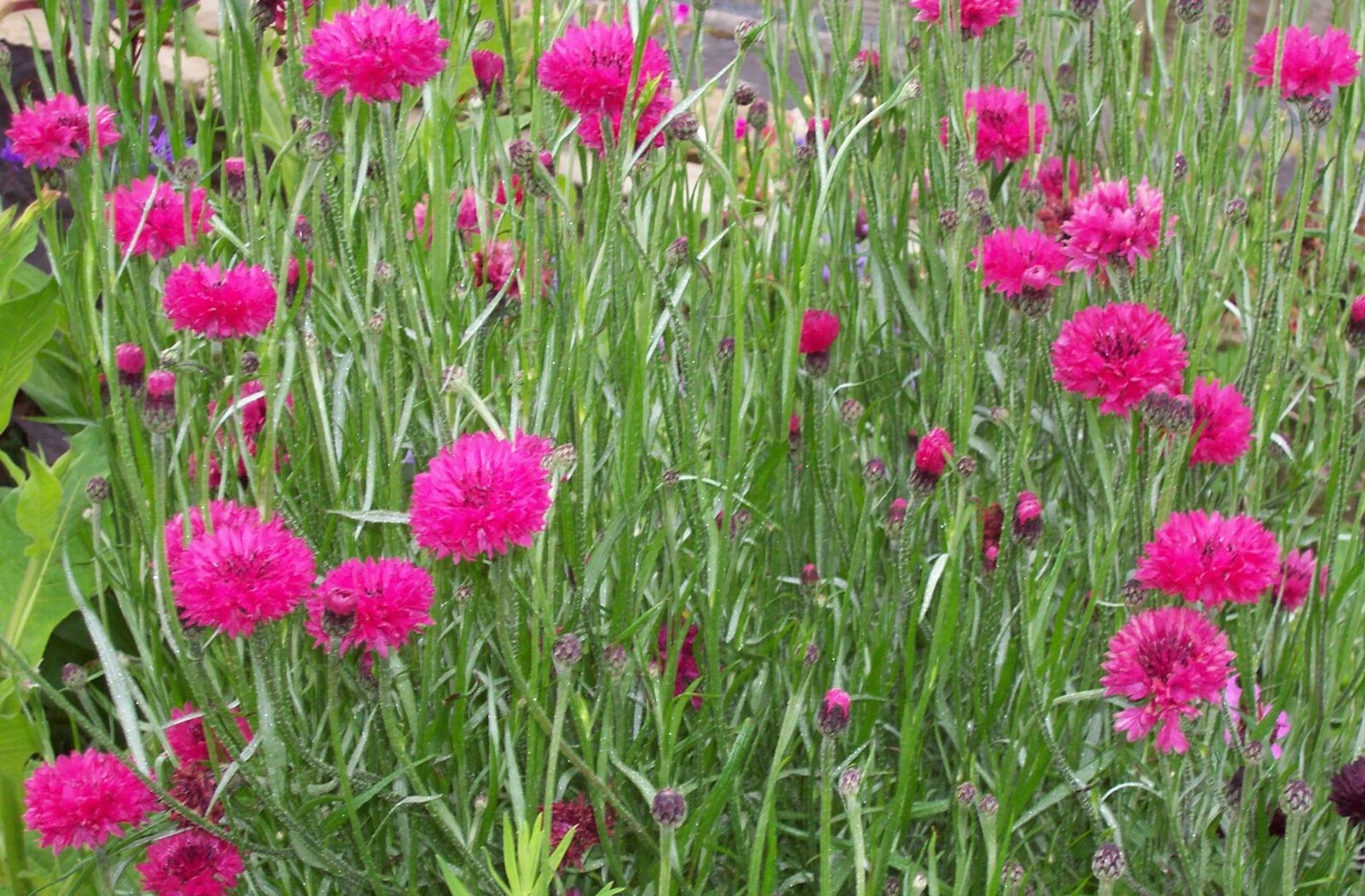 500+Pink CORNFLOWER Seeds Bachelor Button Cut Dried Flowers Garden Container