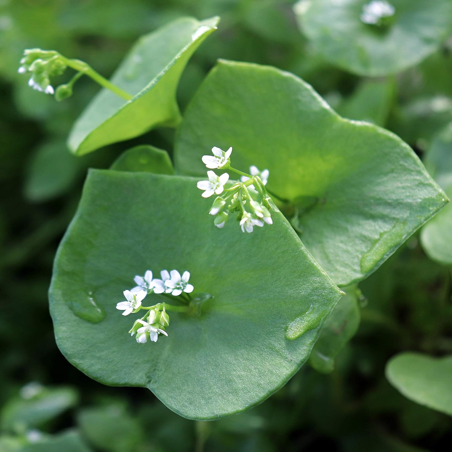 5000 Seeds Annual Claytonia Perfoliata Winter Purslane Herb Garden Seeds for