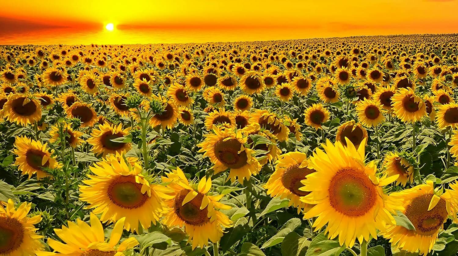 100 Dwarf Grey Stripe Sunflower Seeds Song Birds Favorite Great for Birdwatching