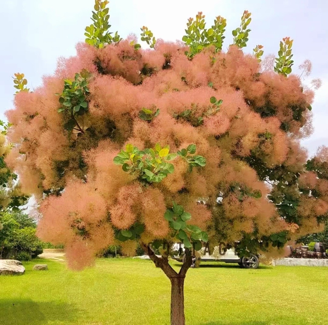 120 Seeds Dwarf Smoketree Royal Purple Tree Rare flowering Cotinus coggygria