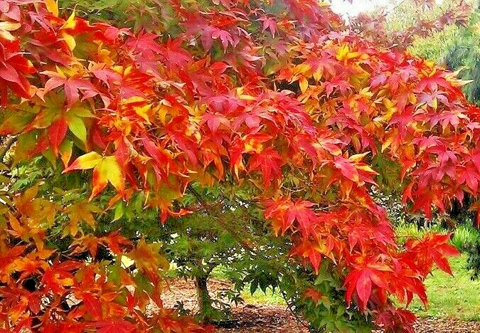 15 OSAKAZUKI JAPANESE MAPLE SEEEDS – Acer Palmatum ” Osakazuki “