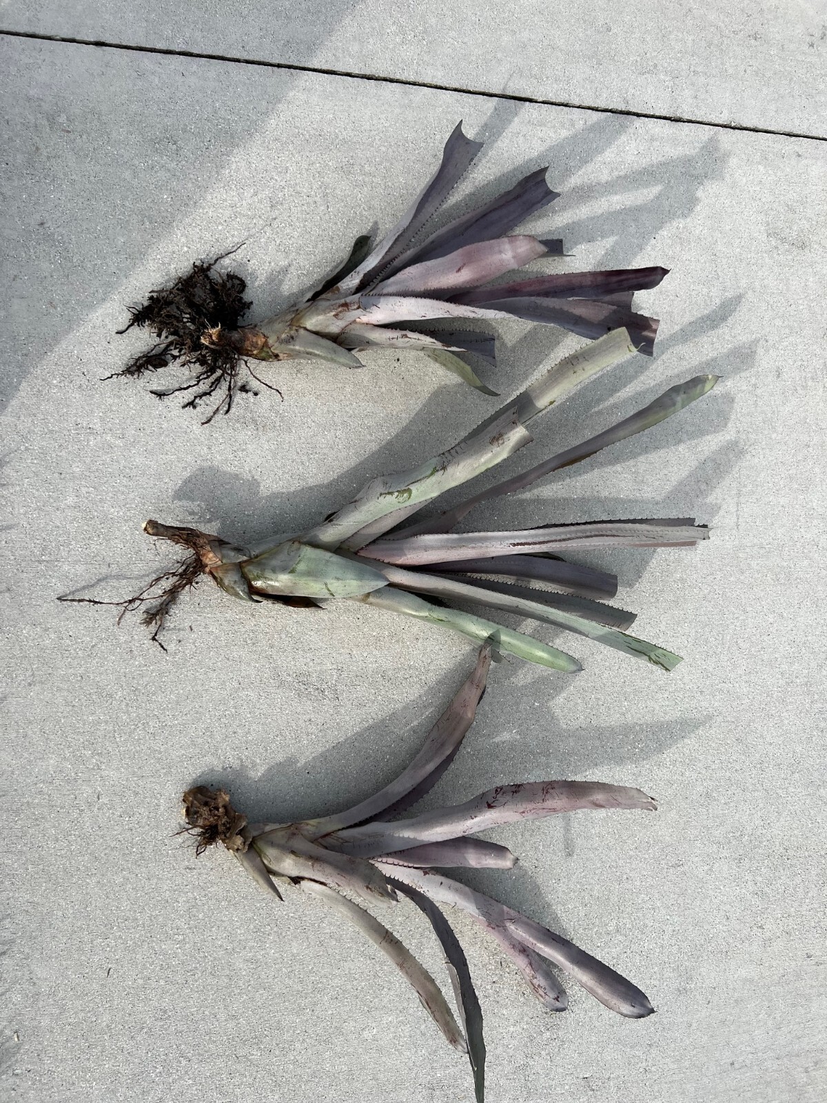 Aechmea Malva Bromeliad