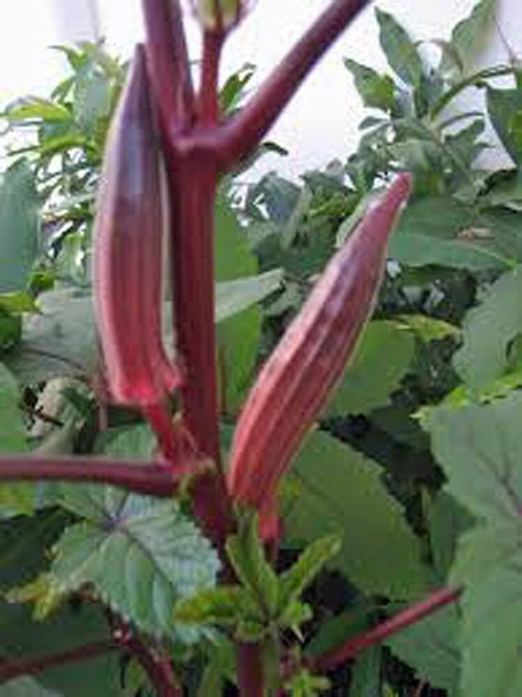 30 RED BURGUNDY OKRA SEEDS. FRESH HARVEST FOR GARDENS US SELLER