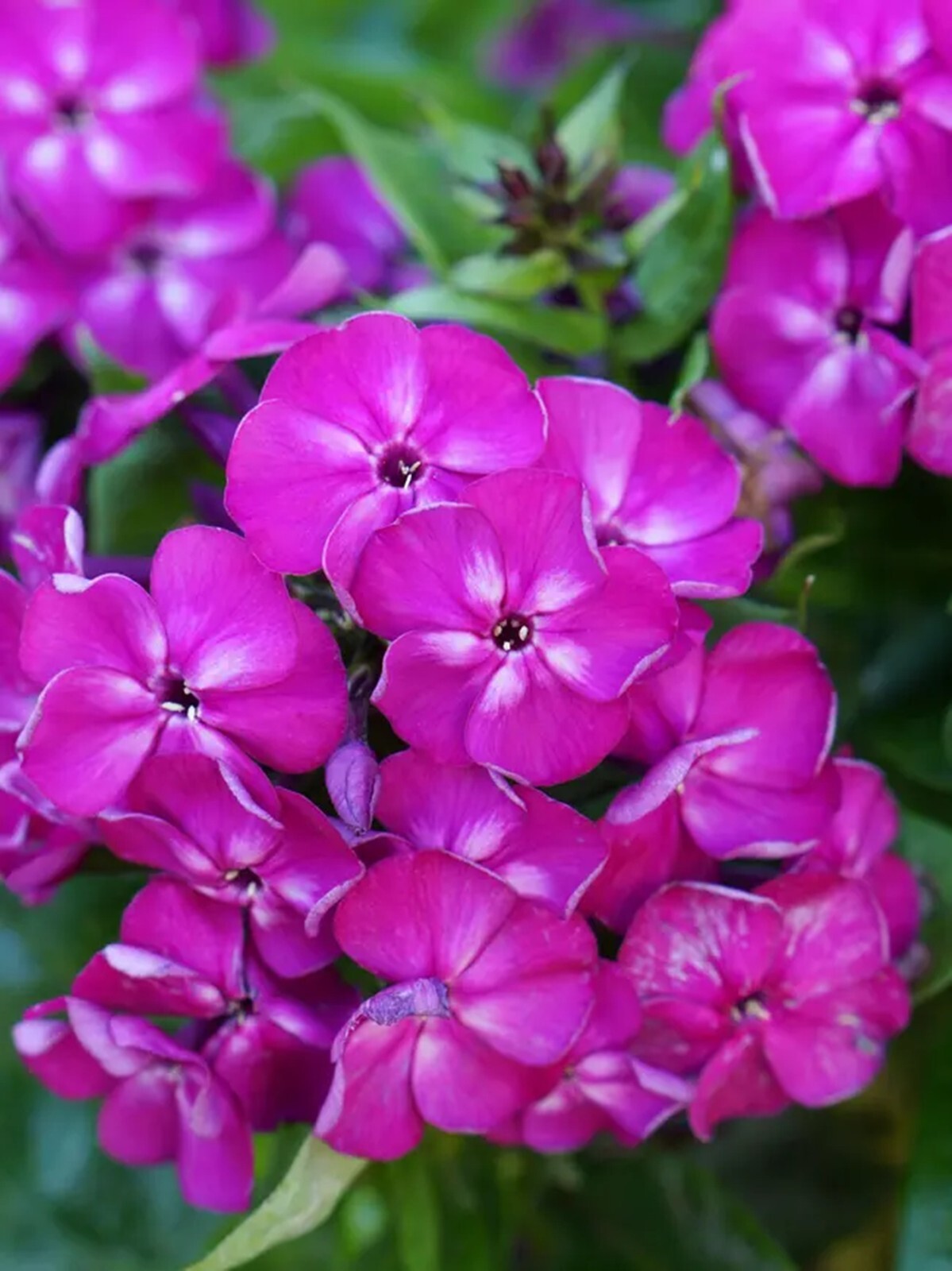 50 Bambini Desire Phlox Seeds Flower Perennial Seed Flowers Butterfly US SELLER
