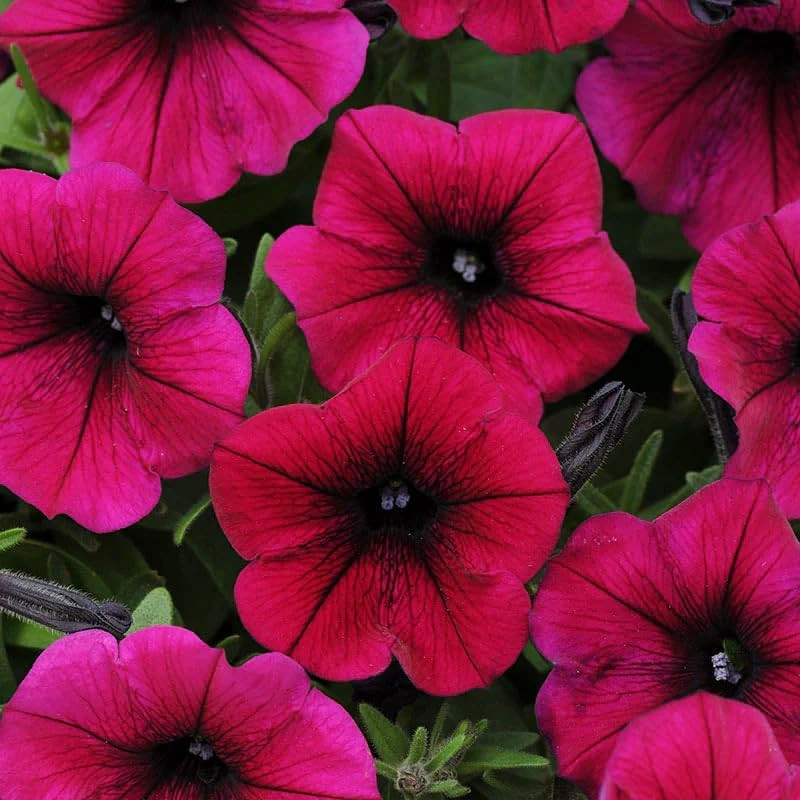 350+Annual Petunia Flower Seeds for Planting Outdoor-Perennial Petunia Plant Gar