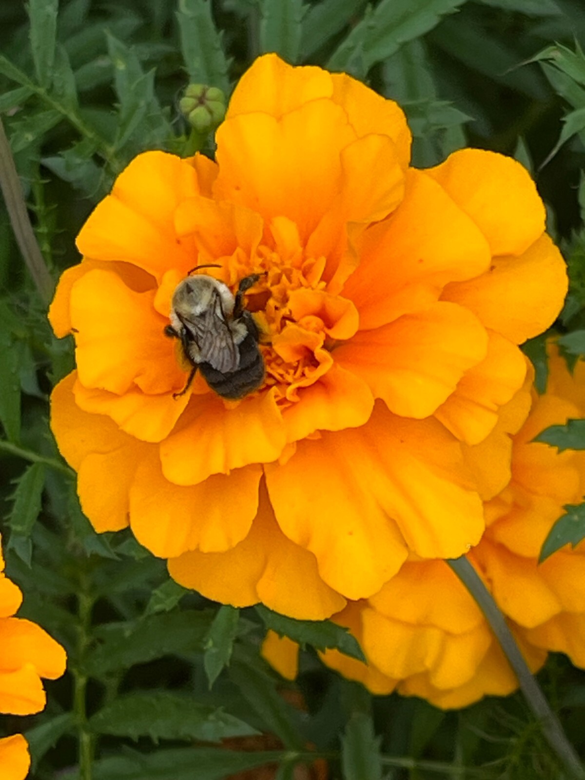 Marigold seeds – Sparky Mix colors – 200 seeds