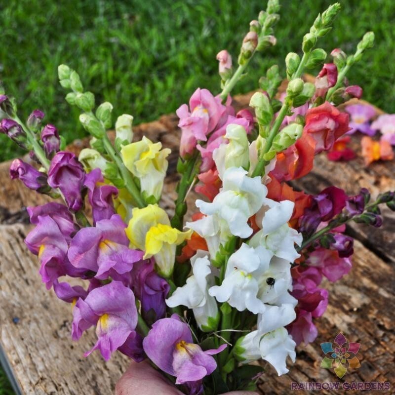 1000+ Rocket Mix Snapdragon Seeds for Garden Planting – USA – FREE SHIPPING!