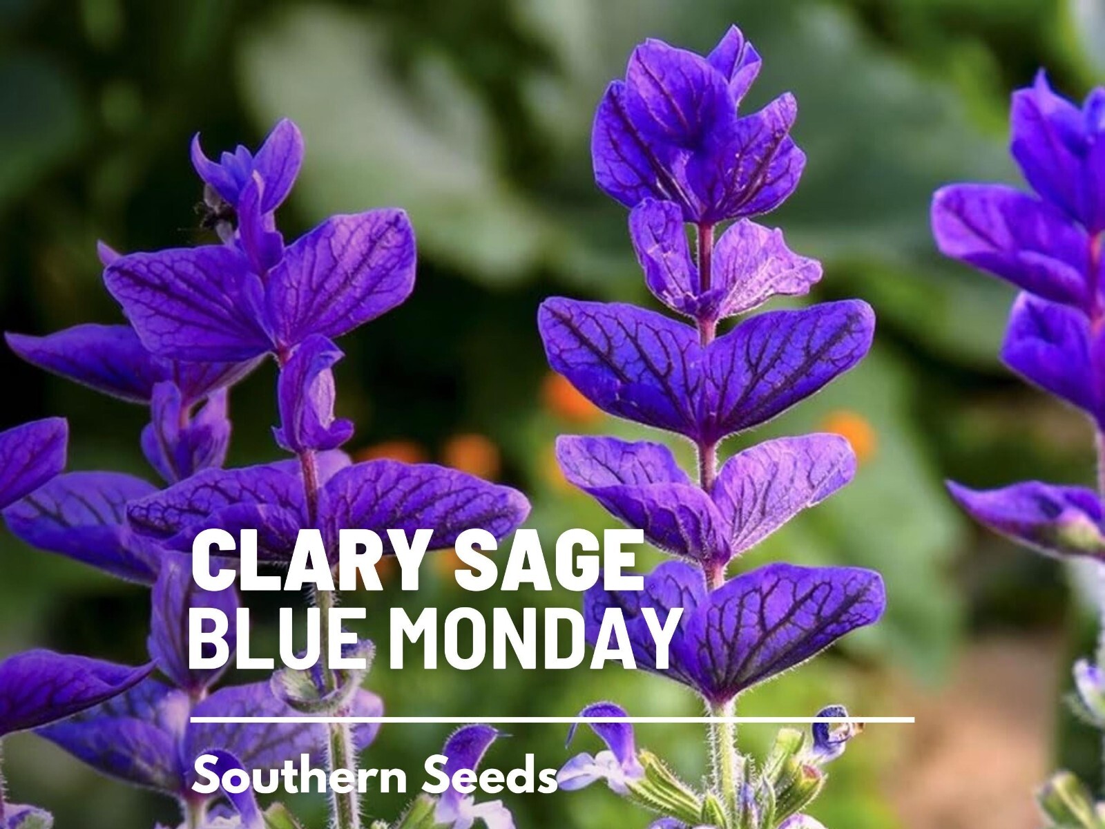 Clary Sage, Blue Monday – 50 Seeds – Heirloom Herb, Medicinal Plant, Easy to Gro