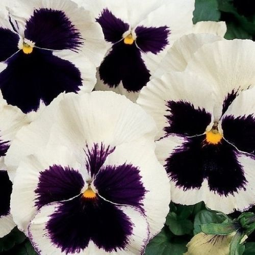 35+ Viola Silverbride Swiss Giant Flower Seeds /Shade / Disease Resistant