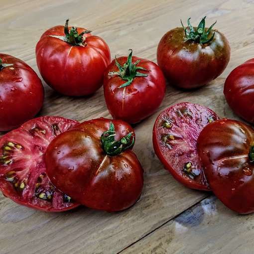 10 seeds Sleeping Lady Tomato DWARF Variety ORGANIC Rare, highly prolific, DTP