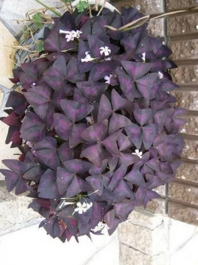 Bulbs Plants Flower Oxalis Purple Shamrock Clover/ Love Shamrock