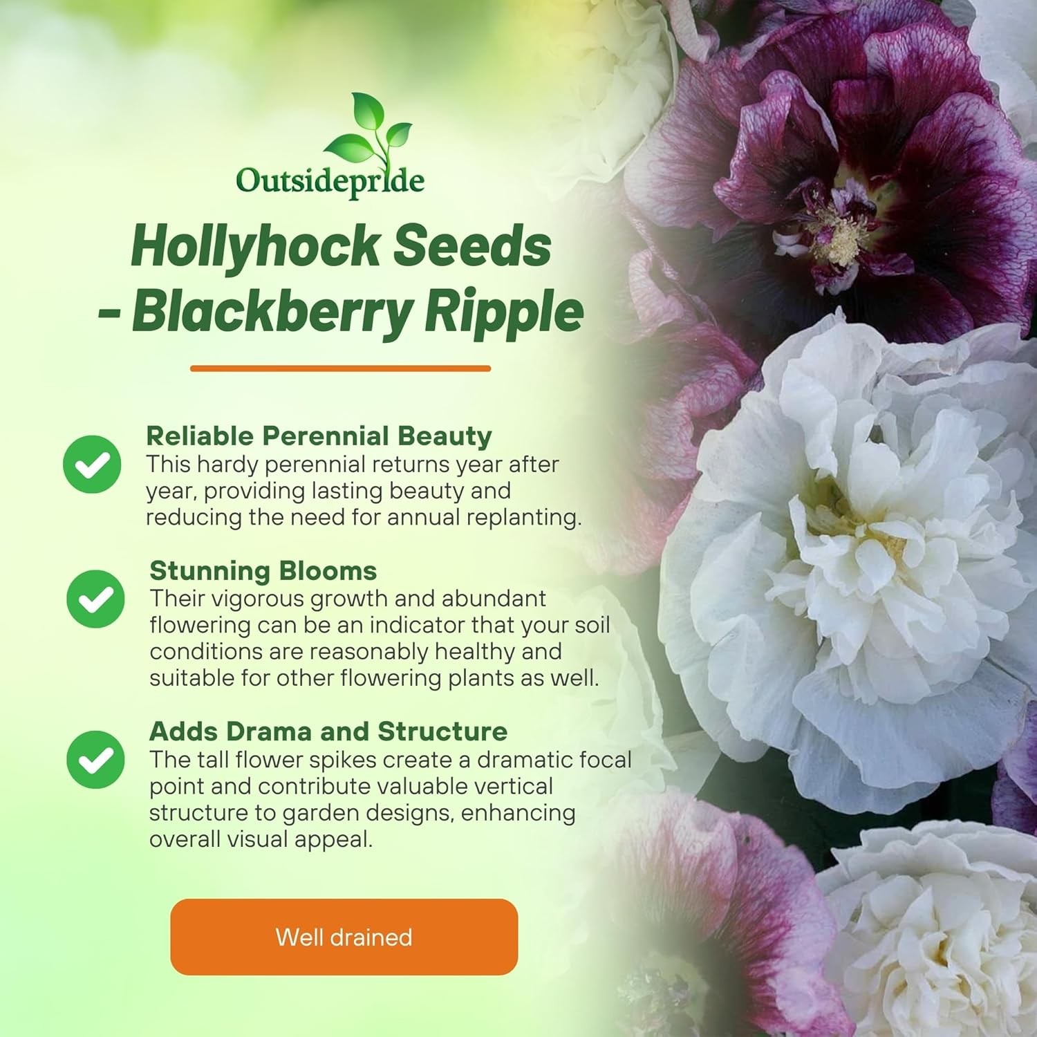50 Seeds Alcea rosea Blackberry Ripple Hollyhock Garden Flower Seeds