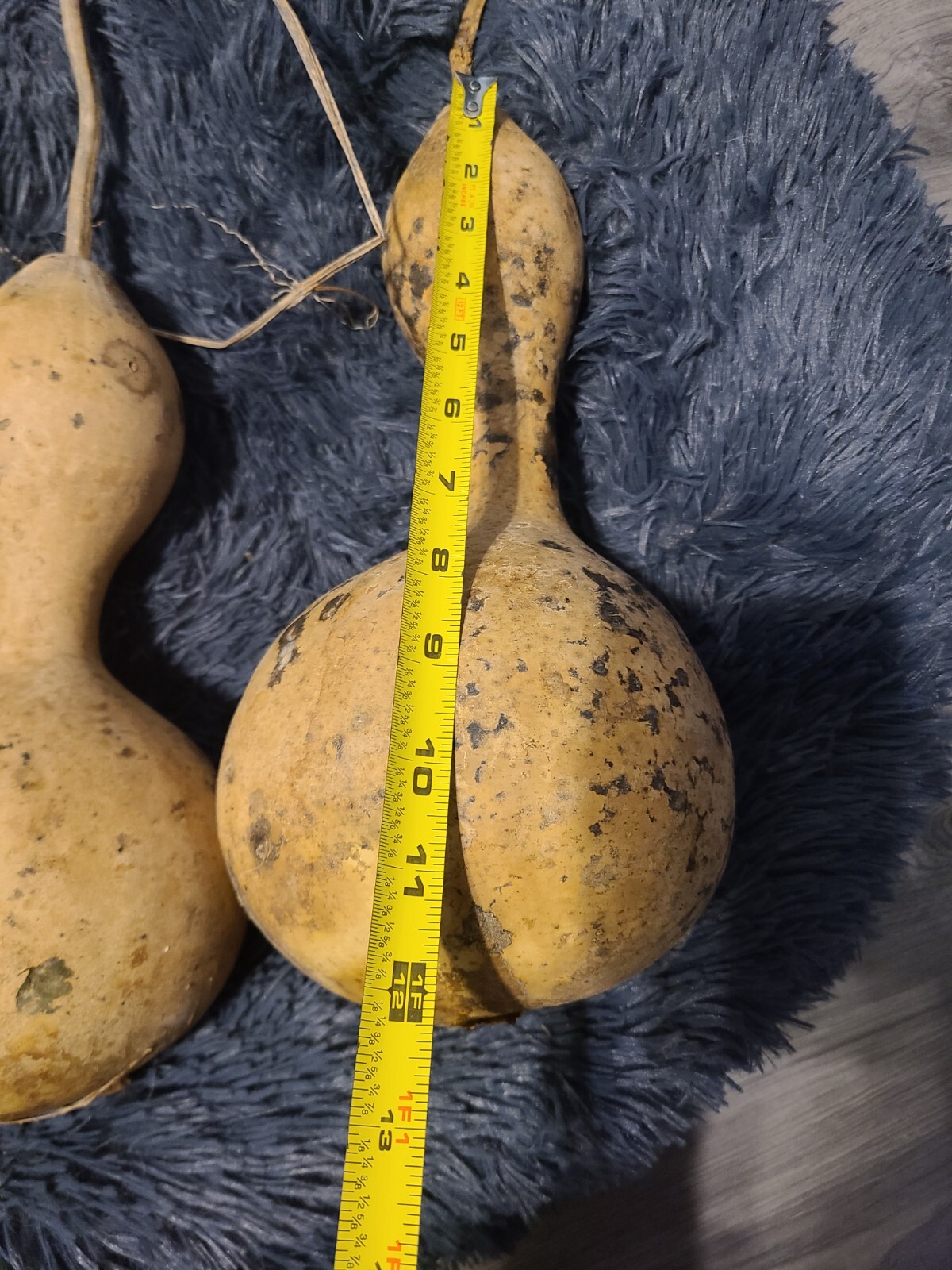🐦 20+ Martin Birdhouse Gourd Seeds Garden HEIRLOOM Organic NON-GMO 2024
