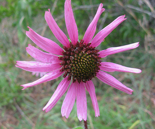 Echinacea tennesseensis | Tennessee Coneflower | 10 Seeds
