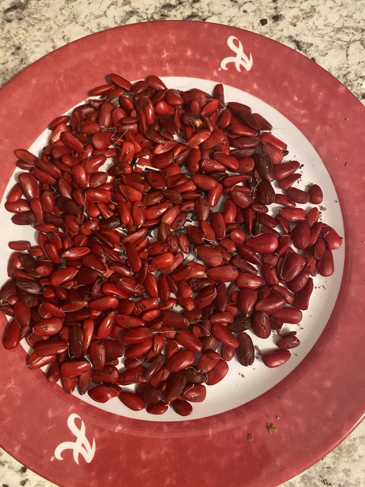 10 quality hand-picked Southern Magnolia seeds-Magnolia Grandiflora