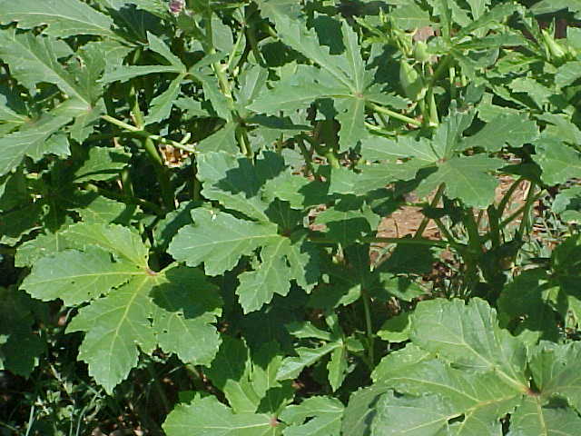 40 SEEDS ORGANIC TENDER FULL SIZE LARGE OKRA PLANT A FAVORITE! SEE PICTURES USA
