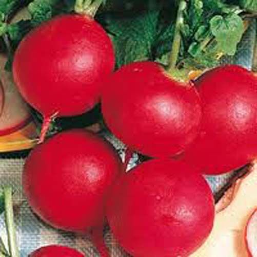 Radish German Giant Great Heirloom Vegetable By Seed Kingdom 300 Seeds
