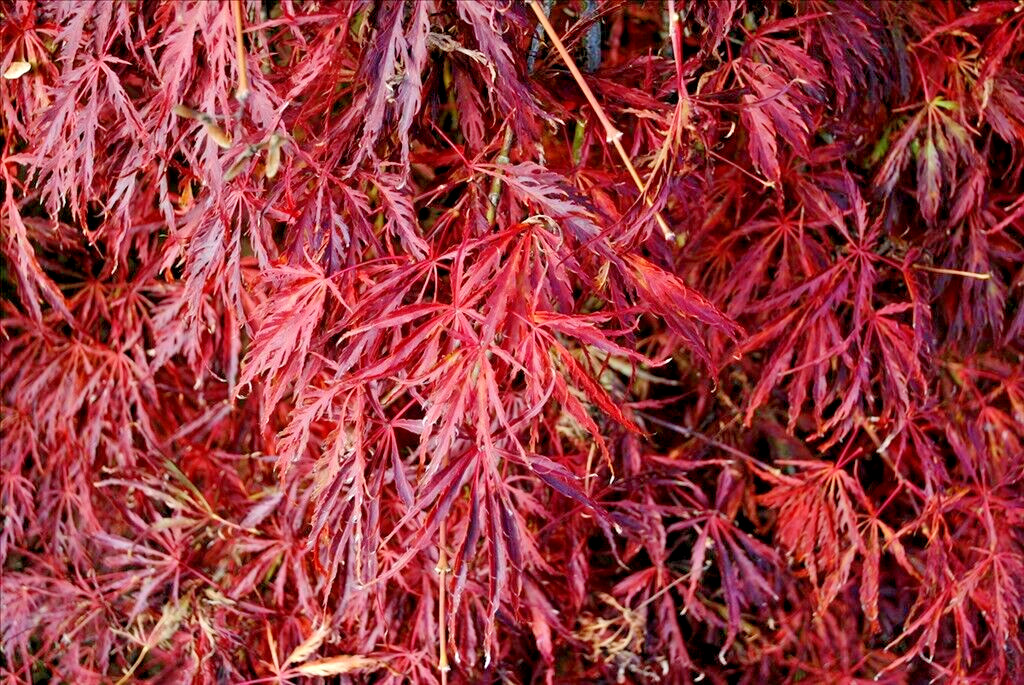 15 GREEN HORNET JAPANESE MAPLE SEEEDS – Acer palmatum ‘Green Hornet’
