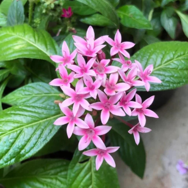Set 2 Starburst Pentas Plant – 4-8″ Tall – Colorful Flowering Pollinator Plant
