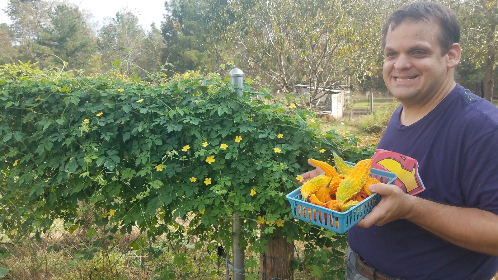 20 Rare Bittergourd , Wild black seed Ampalaya – US homegrown Karela parya seeds