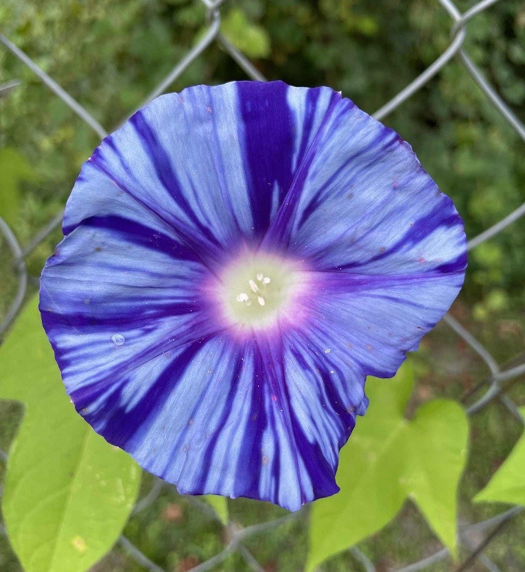 Hama no Ginga – Galaxy of the Beach Japanese Morning Glory ipomoea NIL – 6 seeds