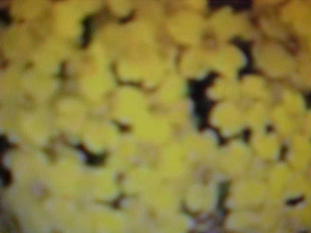 BASKET OF GOLD FLOWER SEEDS. PERFECT FOR BASKET, CONTAINERS, LANDSCAPING, ETC