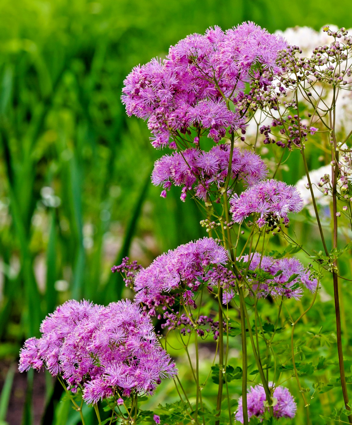 pink Meadowrue 50 seeds, Thalictrum aquilegiifollum, fluffy pink flowers