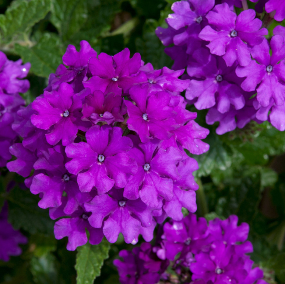 Purple Perennial Verbena Plant – 3-5″ Tall – Long-Blooming Purple Ground Cover