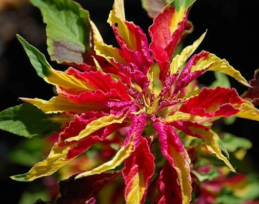 Amaranthus tricolor Early Splendor | Summer Poinsettia |Josephs Coat | 100_Seeds