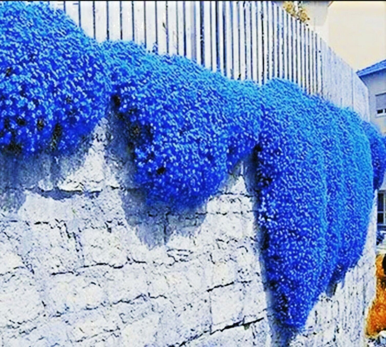 100+ Creeping Thyme Herb Flower Seeds Thymus Serpyllum Ground Cover Blue FS4-100