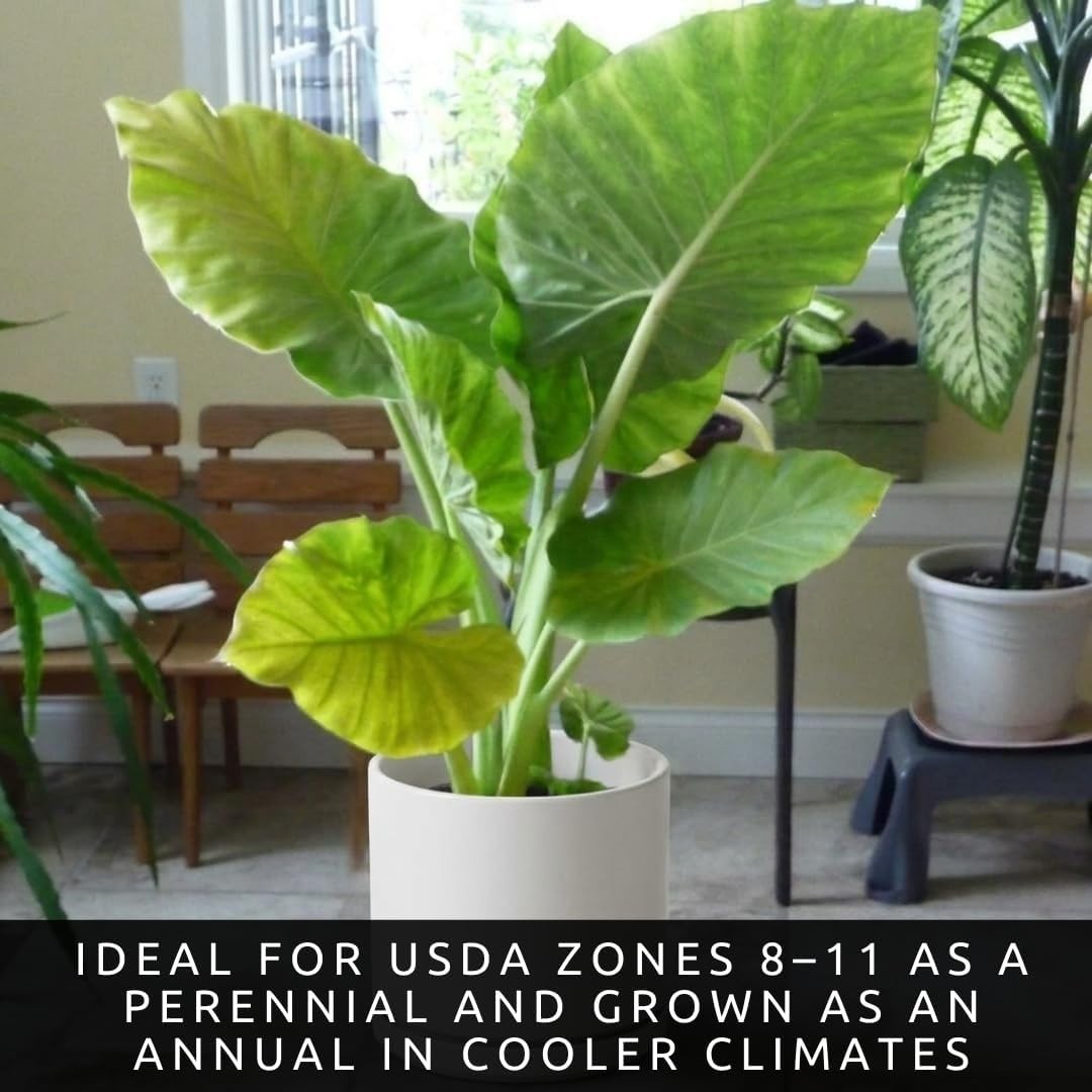 Organic Colocasia Esculenta Bulbs, Thrives in Full Sun and Produces Large Leaves