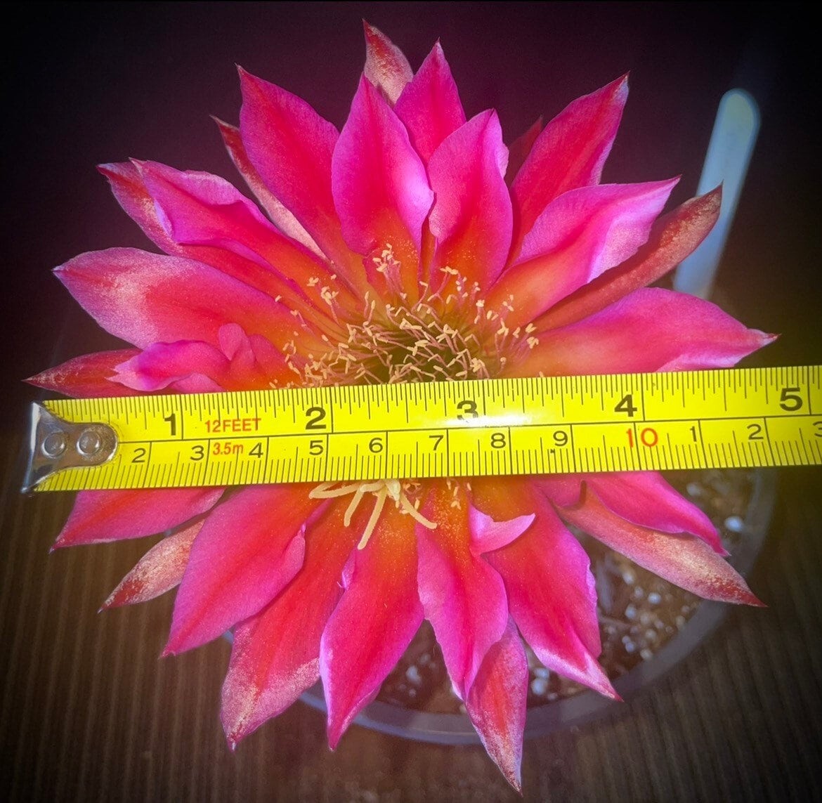 6 INCH,T.Cereus,CHERRY WINE,Echinopsis,Cactus,Blooming,Plant,Succulent