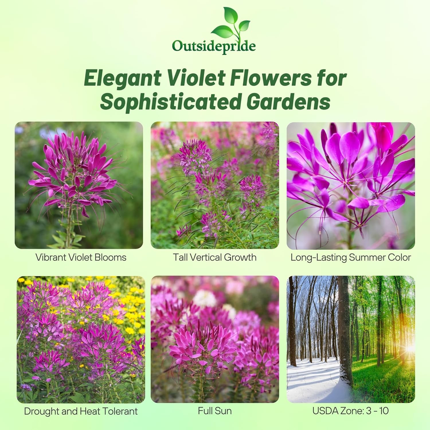 2000 Seeds Spider Flower Drought Tolerant Cleome Violet Queen Garden Flower Seed