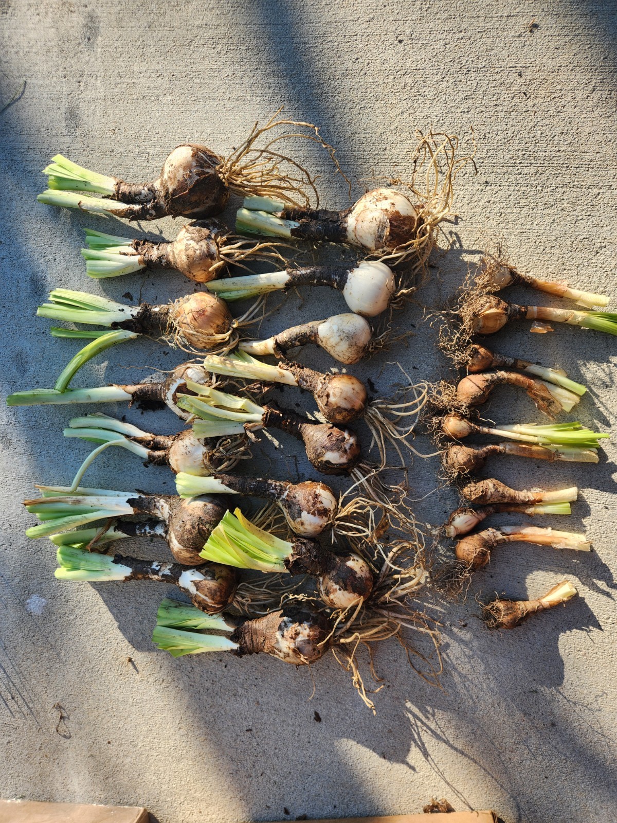Lot Of 15 Lycoris Squamigera Bulbs Surprise Lily Naked Lady Heirloom + Bonus