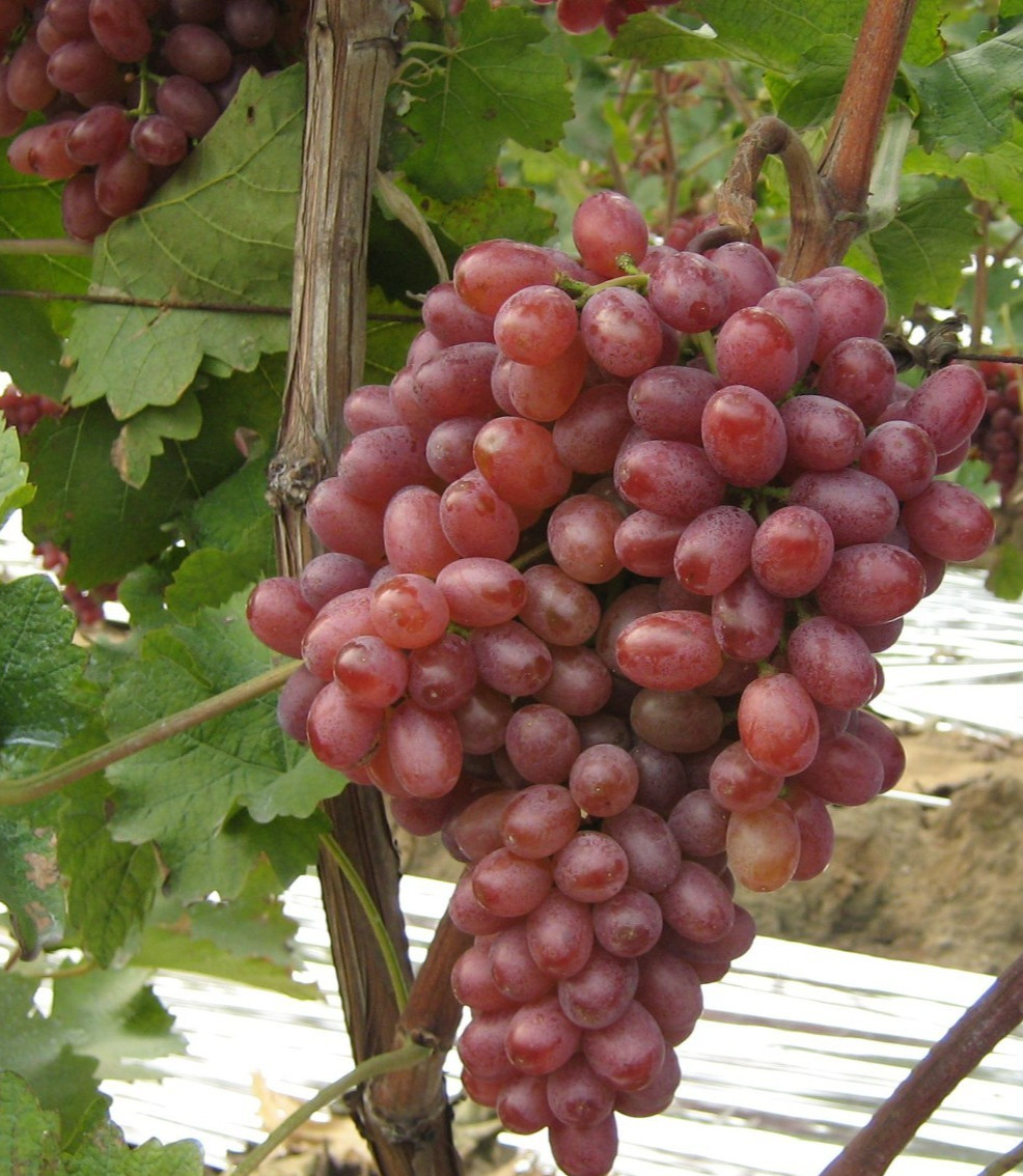 30 Red Sweet Juicy Grape Seeds for Backyard Vineyard & Gardens