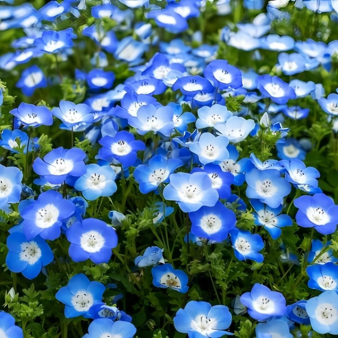 Nemophila Baby Blue Eyes Flower Seeds – 1000+ Non-Gmo Annual Wildflower Seeds –