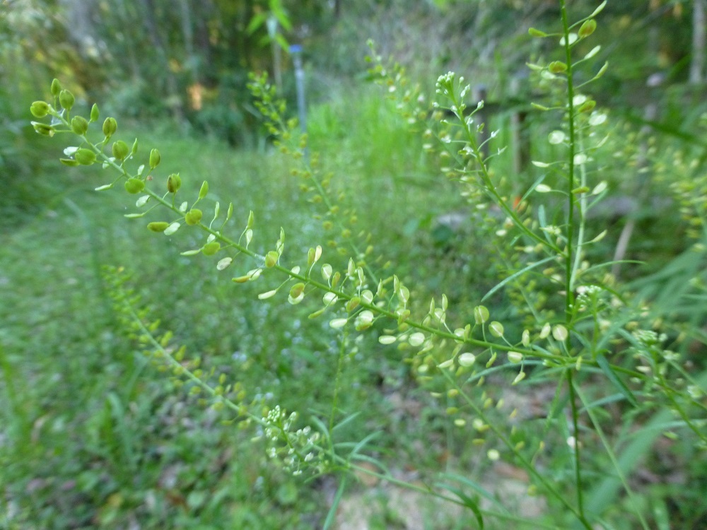 Peppergrass Seeds (Lepidium virginicum) ✤ 50 Organic Seeds