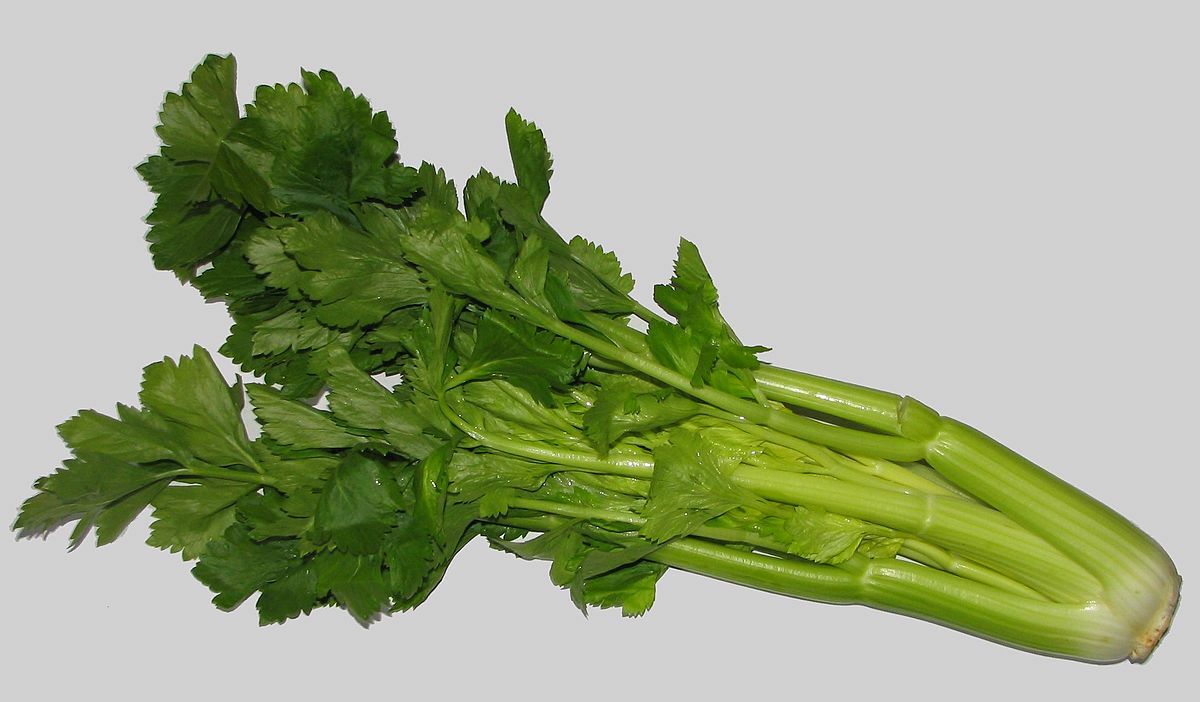 2000 Tall Utah Celery Seeds – High Yield and Resilient!