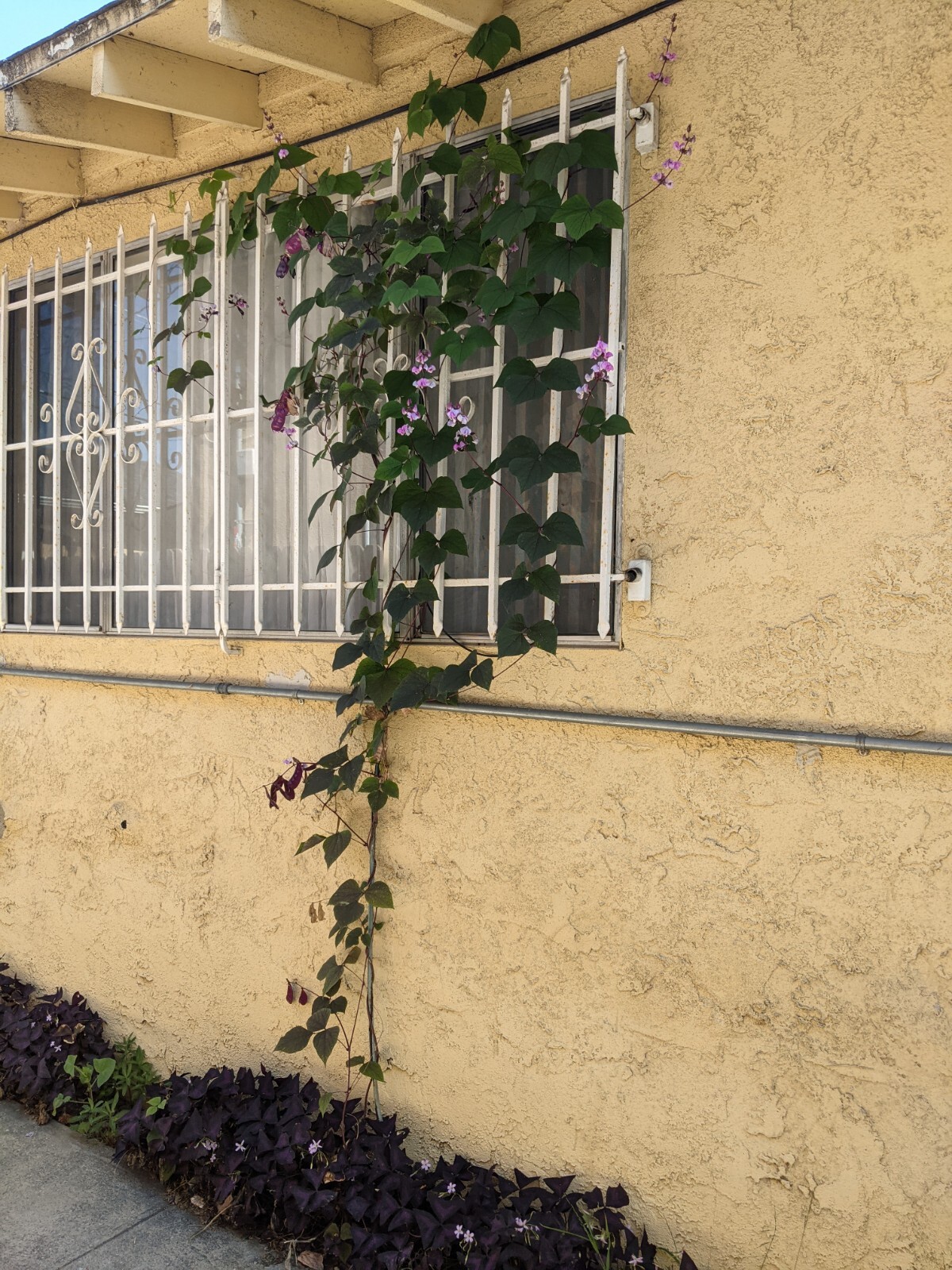 Purple Hyacinth Bean (20+ SEEDS) Lablab purpureus – 2024 Crop – Grown In USA