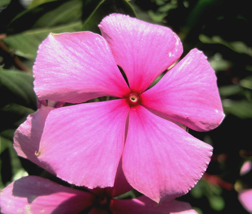 PERIWINKLE DWARF PINK LITTLE DELICATA Catharanthus Roseus – 250 Bulk Seeds